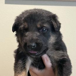 Smokey - Sable male German Shepherd puppy in Colorado Springs, Colorado from Forest Home Shepherds