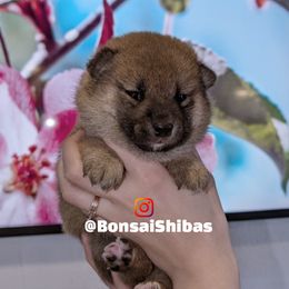AIRO - Red male Shiba Inu puppy in Minnesota from BonsaiShibas