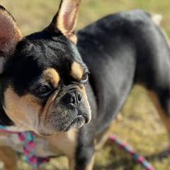 French Bulldogs from Full Throttle Frenchies