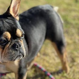 French Bulldogs from Full Throttle Frenchies