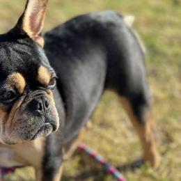 French Bulldogs from Full Throttle Frenchies