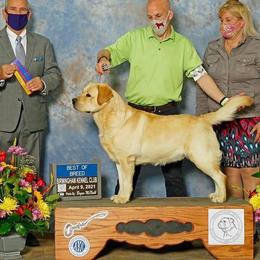 RA - Labrador Retriever