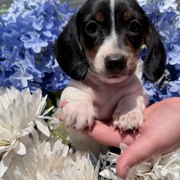 Pie girl - Piebald female Dachshund puppy in Madison, Wisconsin from SK Miniature   Dachshunds