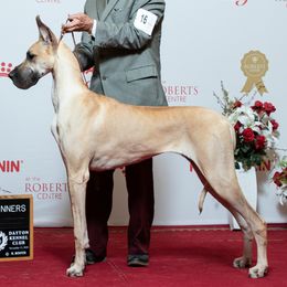 Clover - Great Dane