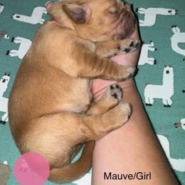 Eye of the storm-iris - Dark golden female Golden Retriever puppy in Gainesville, Florida from Heart and Soul Dog Breeding, Inc.
