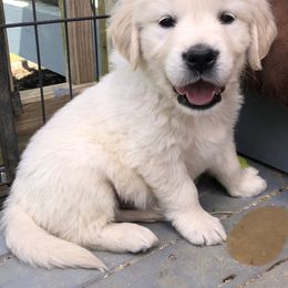 Golden Retriever Puppies from Reel Ridge Farm