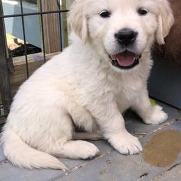 Golden Retriever Puppies from Reel Ridge Farm