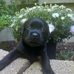 Male 2 - Black male Labrador Retriever puppy in Bethlehem, Pennsylvania from Reilly Lane Labradors LLC