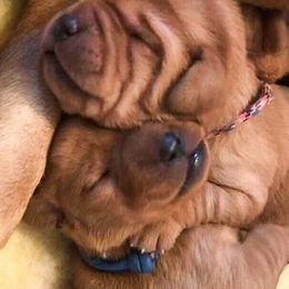 Iron Hill Retrievers breeder of Labrador Retriever