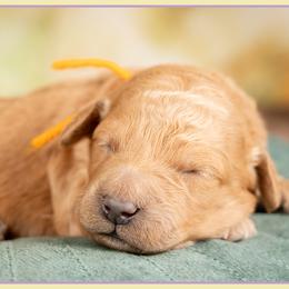 Giggles - Red  female Goldendoodle puppy in Connersville, Indiana from Deaz Doodle Ranch