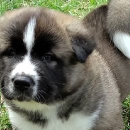 Akita from The Akita Bear's Ruff house!