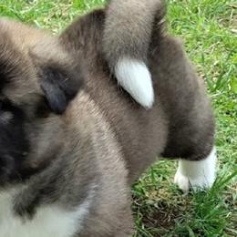 Akita from The Akita Bear's Ruff house!