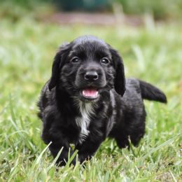 English Cocker Spaniel and German Shepherd Puppies from Ryndal & Co.