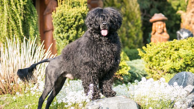 Portuguese Water Dog