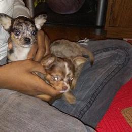 Chihuahua Puppies from Chilove Chihuahuas