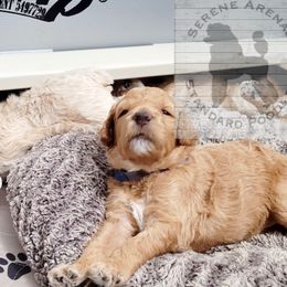 Poodle Puppies from Serene Arenas' Standard Poodles