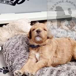 Poodle Puppies from Serene Arenas' Standard Poodles