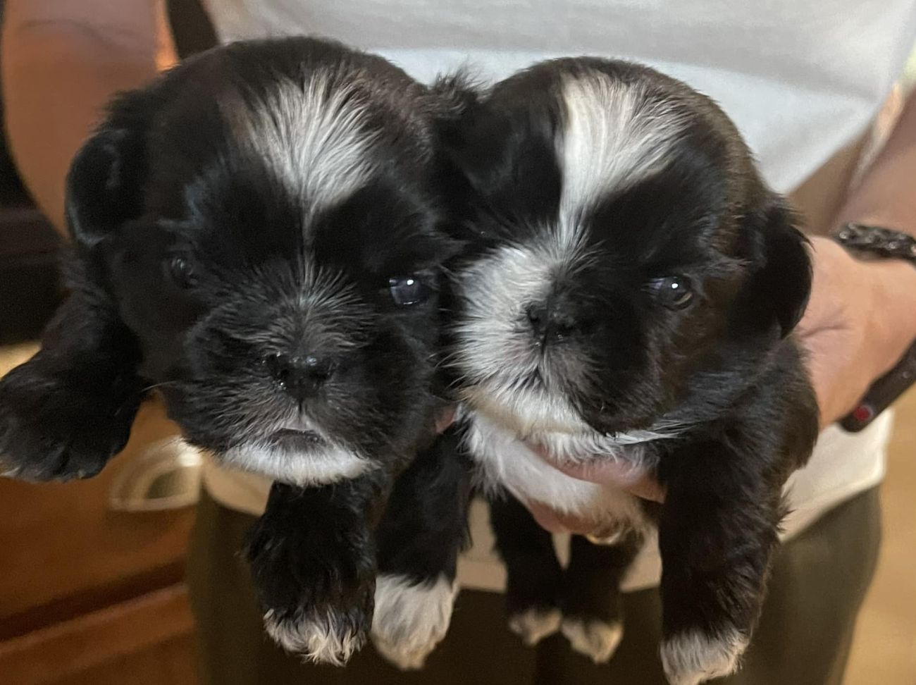 Amy's Shih Tzus in Texas | Shih Tzu puppies | Good Dog