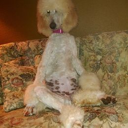 Poodle All Grown Up from Morris Prancing Poodles