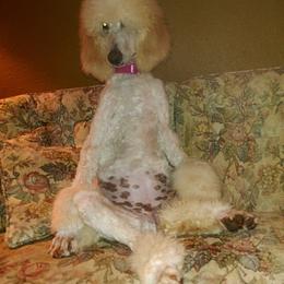 Poodle All Grown Up from Morris Prancing Poodles