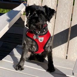 Ozzy - Miniature Schnauzer