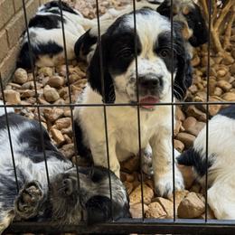 English Springer Spaniel Puppies from Butterfield Trail Farm