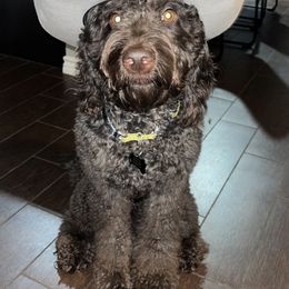 Bernedoodles and Labradoodles from The Henke Doodles