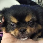 Tibetan Spaniels from Bandor Tibetans