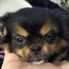 Tibetan Spaniels from Bandor Tibetans