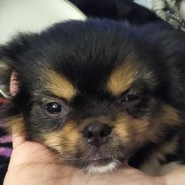 Tibetan Spaniels from Bandor Tibetans