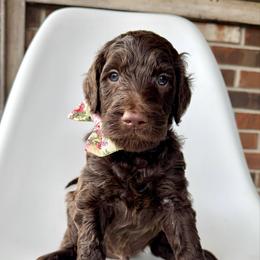 Otter - Chocolate male Goldendoodle puppy in Pulaski, Tennessee from Doodle My Heart