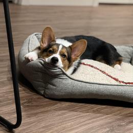 Pembroke Welsh Corgi Puppies from Top-Notch Paws