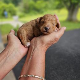 Aussiedoodle, Cockapoo, and Goldendoodle Puppies from Hilltop Doodles KY LLC