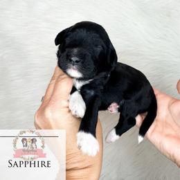 Sapphire - Black and white female Aussiedoodle puppy in Corydon, Indiana from Ridgeline Doodles
