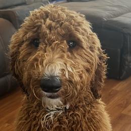 Goldendoodles and Poodles from Bonadelle Doodles