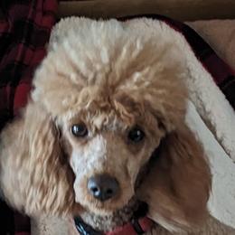 Cavalier King Charles Spaniels, Cavapoos, and Poodles from Puppy Adventures LLC