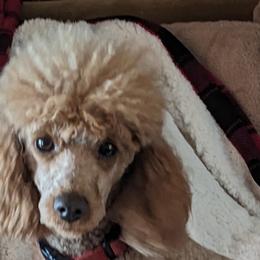 Cavalier King Charles Spaniels, Cavapoos, and Poodles from Puppy Adventures LLC