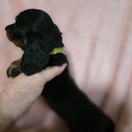 Hilda - Black and tan female Dachshund puppy in Adolphus, Kentucky from Walker's Dachshunds
