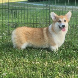 Atlas - Red male Pembroke Welsh Corgi puppy in Dunbar, Nebraska from Vintage Corgis
