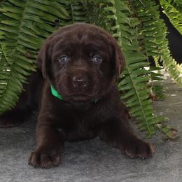 Lake - Chocolate female Labrador Retriever puppy in Camden, Indiana from Camden's Caring Canines