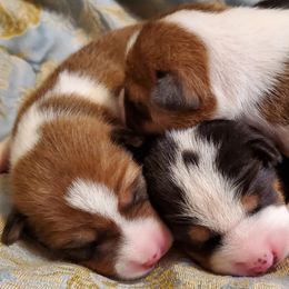 Basenji Puppies from Basenji Puppies