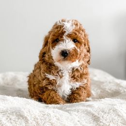 Cavapoo and Goldendoodle Puppies from Lake Cumberland Doodle Farm