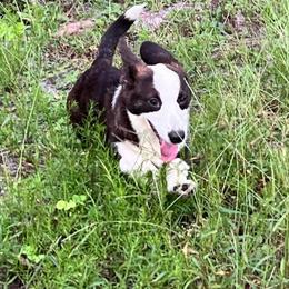 Envy - Brindle and white female Cardigan Welsh Corgi puppy in Crystal River, Florida from Coopers Korner