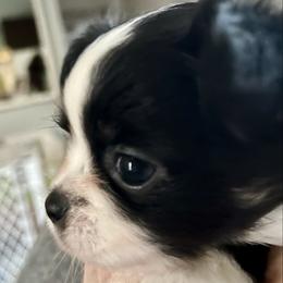 Diamond Girl - Black and tan female Chihuahua puppy in Windsor, South Carolina from Gemstone Chihuahuas