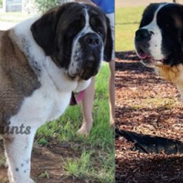 Saint Bernards from Red River Saints