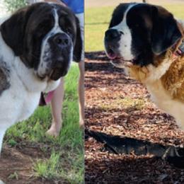 Saint Bernards from Red River Saints