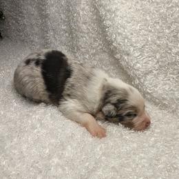 Australian Shepherd Puppies from Firelight Australian Shepherds