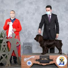 Boykin Spaniels and Nova Scotia Duck Tolling Retrievers from Beekauz Kennel