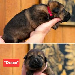Boy 4 - Sable male German Shepherd puppy in Farmington, Maine from Pine State Shepherds