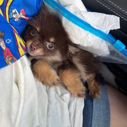 Chewy Bacca🐻 - Pomeranian